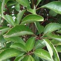 Parthenocissus henryana feuille